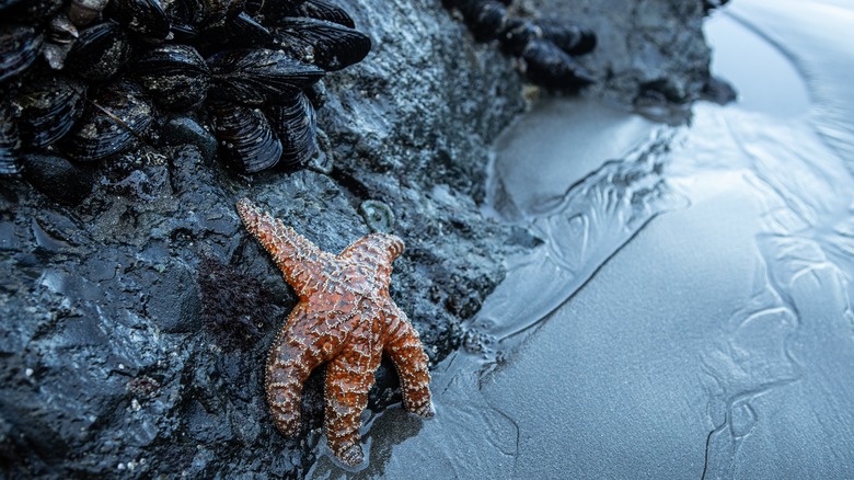 Starfish at Secret Beach in Oregon