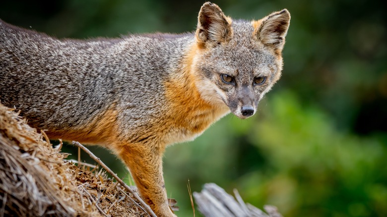 Island fox on Santa Cruz Island in Channel Islands National Park