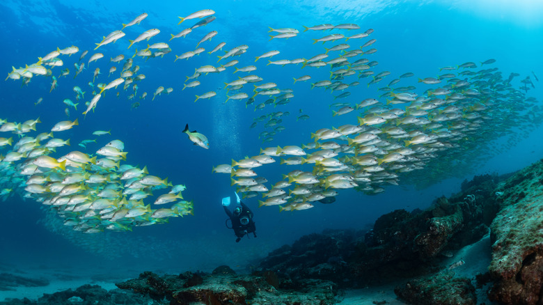 School of Amarillo Snapper at Cabo Pulmo Marine Park