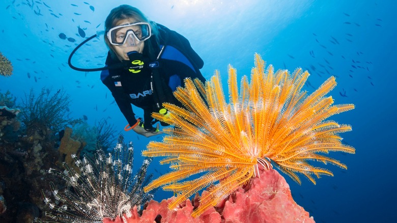 Diving at Wakatobi 