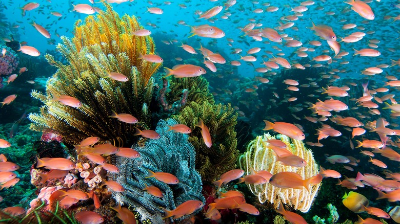 Reef at Wakatobi 