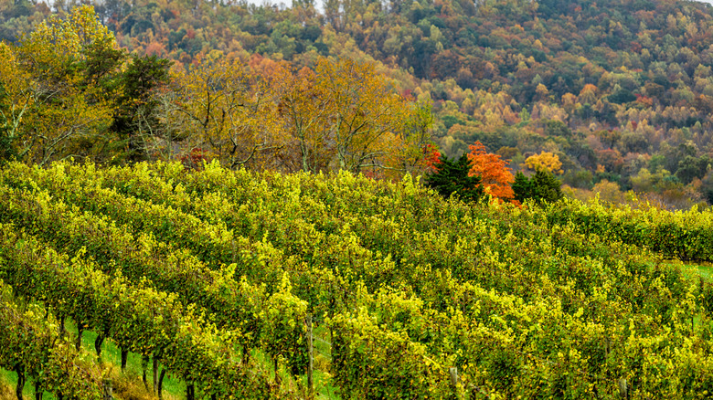 Landscape of a Piedmont winery in the fall