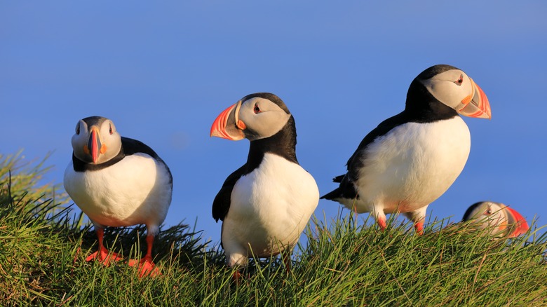 Puffins in Westfjord, Iceland