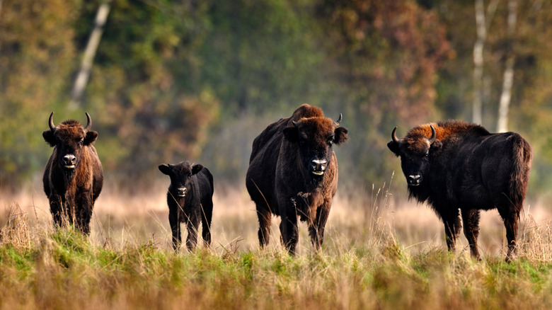 A group of bison in the Bialowieza Forest