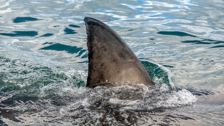 Great white shark fin in water