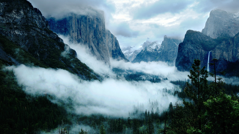 Foggy Yosemite National Park forest