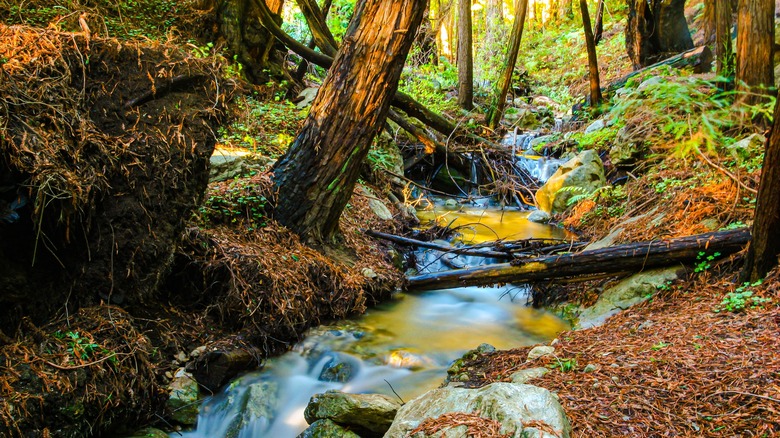 McWay Creek in Julia Pfeiffer Burns State Park