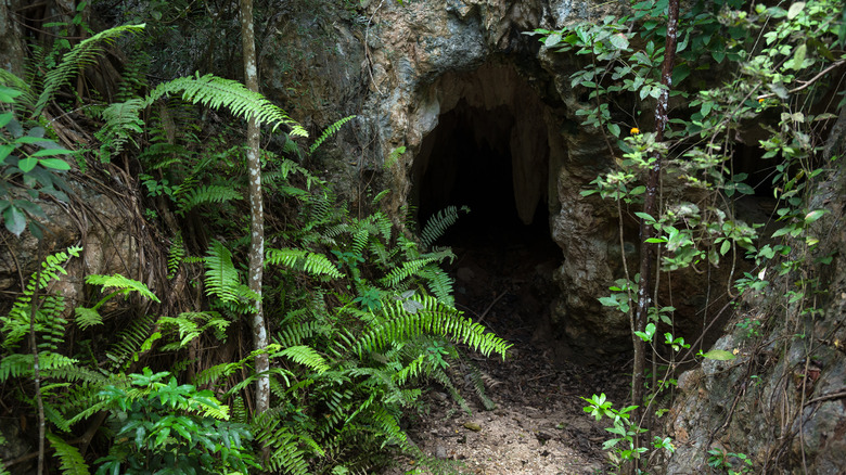 Cave opening in forest