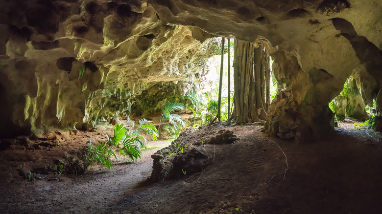 Palm trees growing in limestone cave