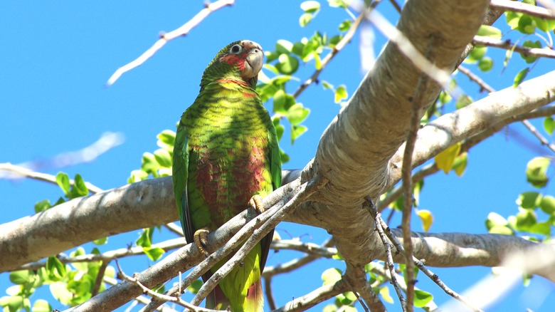 Cayman Parrot sitting in tree