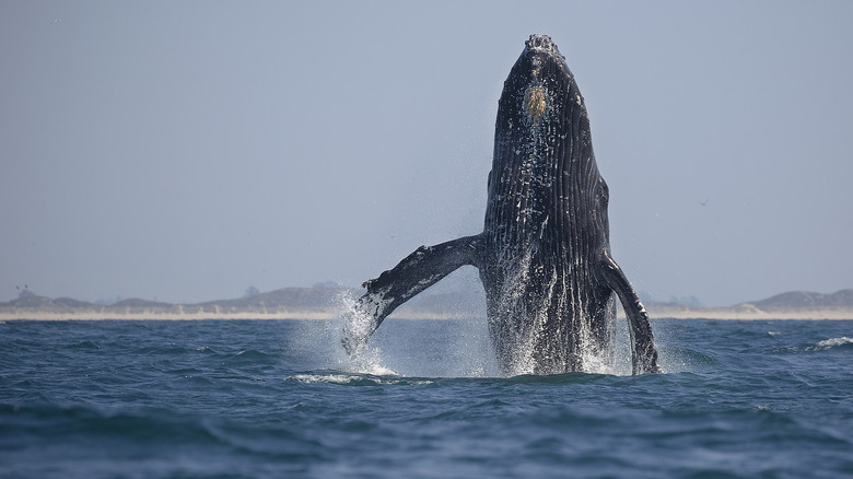 Whale breeching near Moss Landing