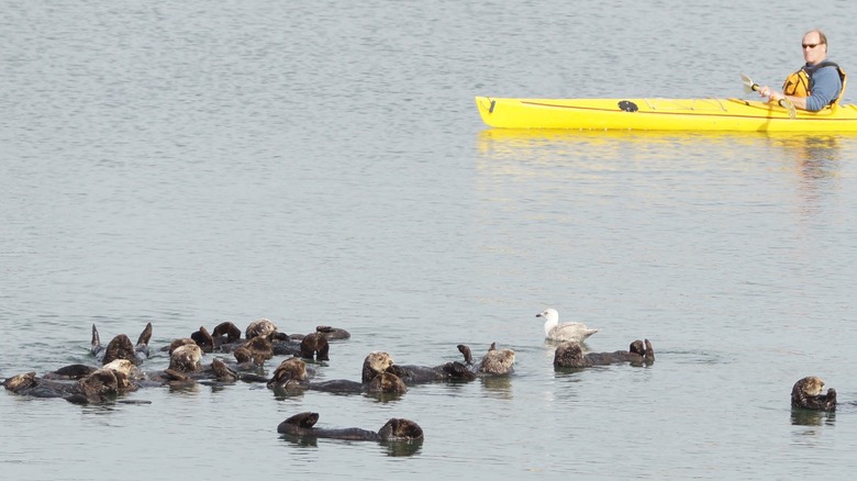 Man kayaking near sea otters