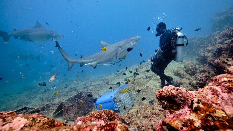 Diver interacts with sharks in Beqa