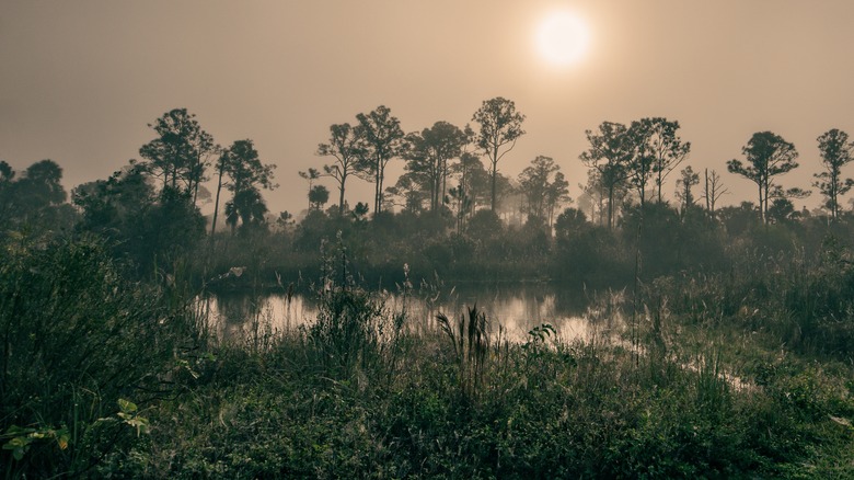 Everglade swamp Big Cypress Preserve