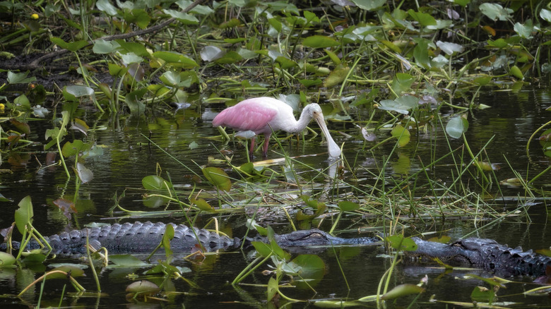 Roseate spoonbill and alligators swamp