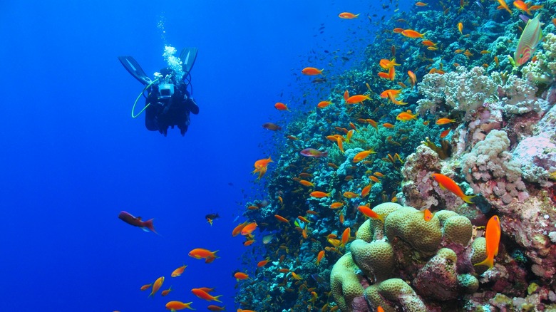 Scuba diving in coral reef