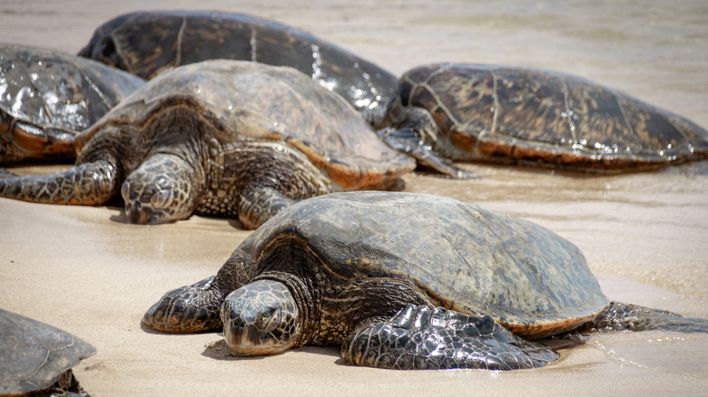 sea turtles on Poipu Beach in Kauai, Hawaii