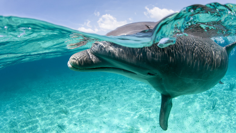 A dolphin in Grand Bahama Island