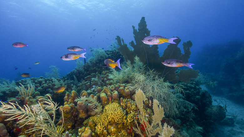 Underwater scene in St Croix with fish and plants