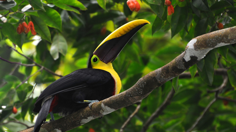 toucan on a tree branch