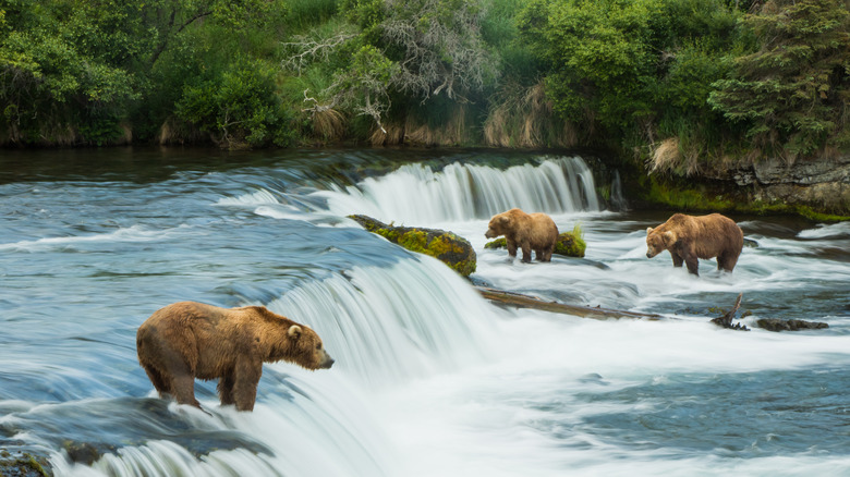 katmai river brooks falls bears