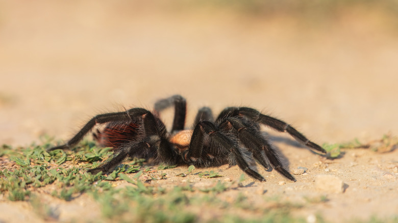 Tarantula on rock