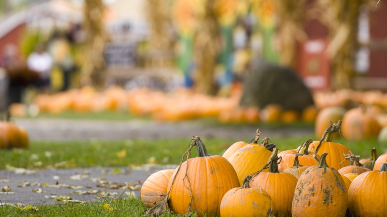 Pumpkins at a fall festival