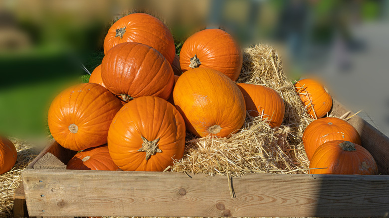 Pumpkins in the fall