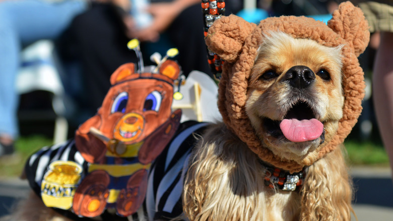 Dog in halloween costume