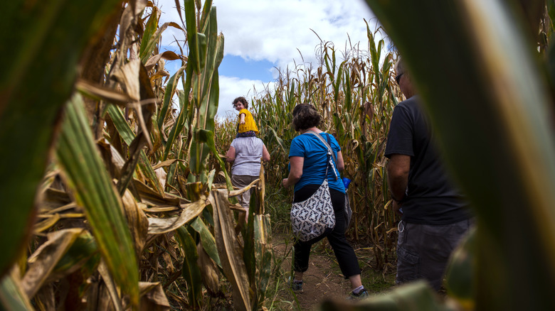 corn maze