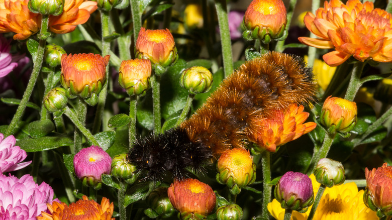 A wooly worm caterpillar