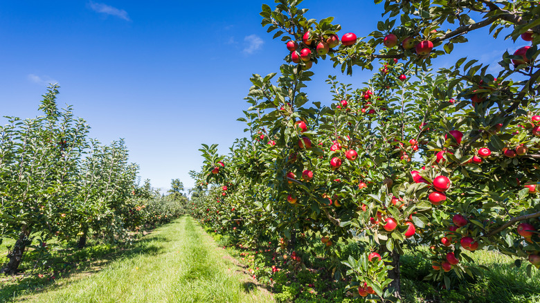 Apple orchard with fruit hanging