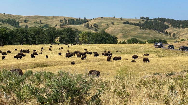 Buffalo in Custer State Park