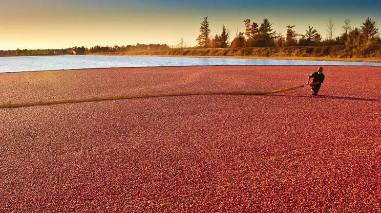 Farmer at a cranberry marsh