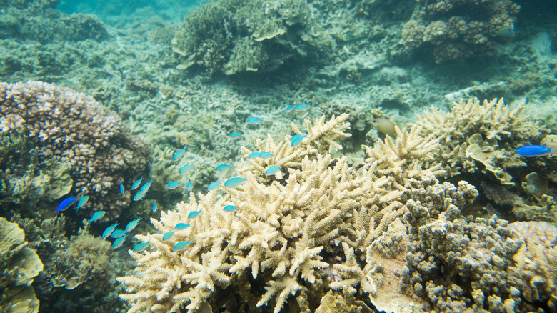 Great Astrolabe Reef marine life in Fiji