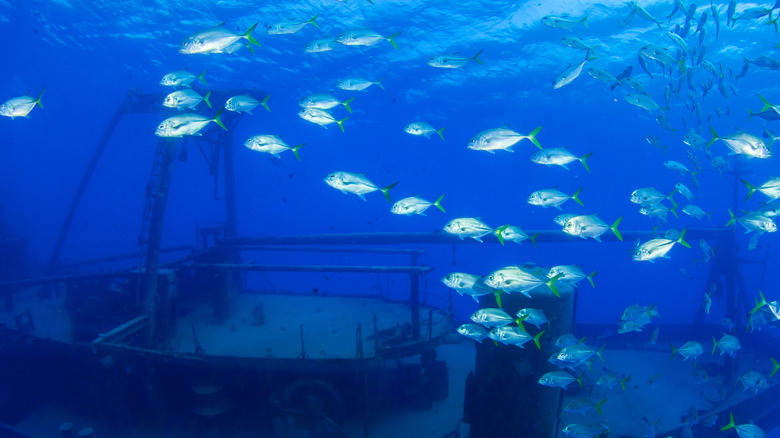 school of fish in front of shipwreck