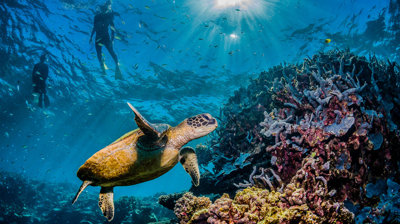 Turtle in colorful coral reef with two snorkelers above