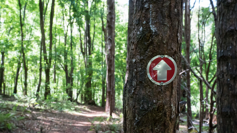 An arrow sign in forest