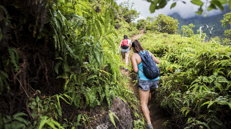 People hiking through Maui forest