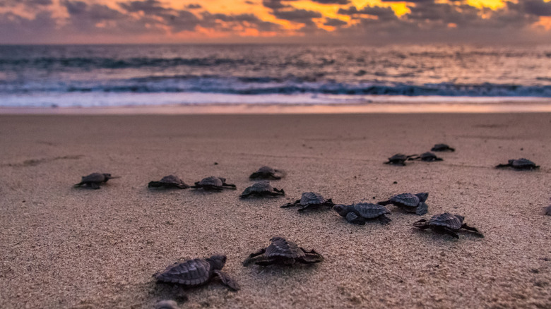 baby sea turtles on a beach in Mexico