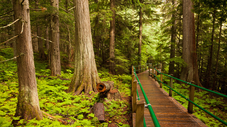 giant cedars boardwalk trail