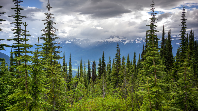 forest mount revelstoke national park