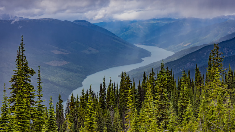 view of trees and lake on mount revelstoke