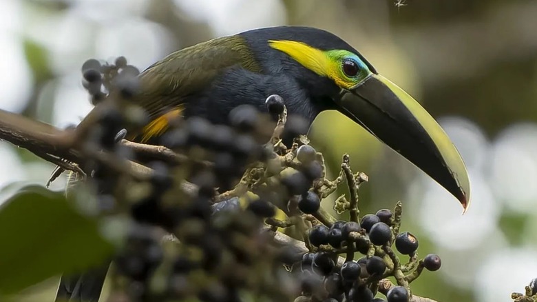 Toucan in the Costa Rican jungle