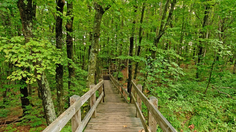 boardwalk into woods 