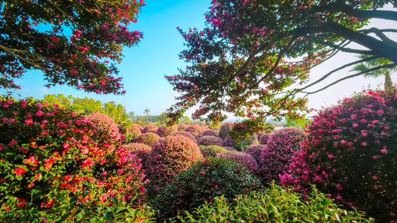 Lush gardens on Jeju Island