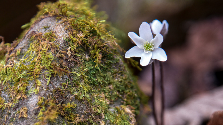 wildflower frozen head national park