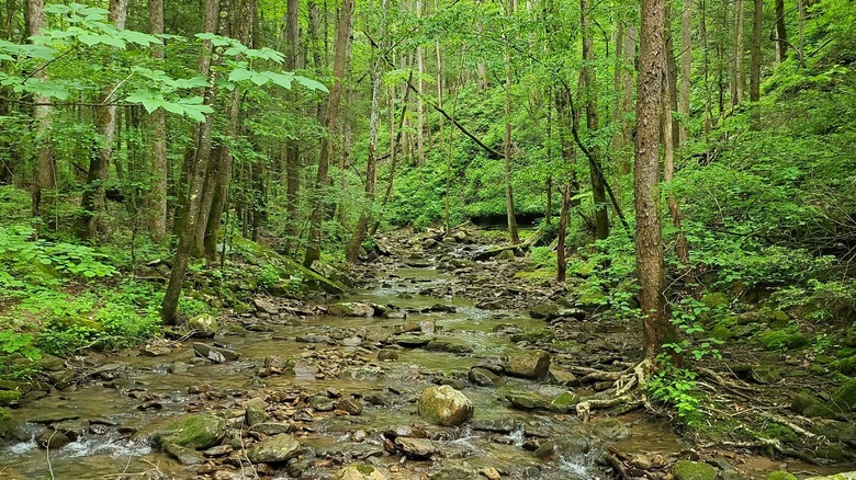 stream through woods frozen head park