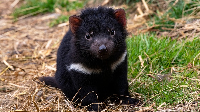 baby tasmanian devil devil@cradle