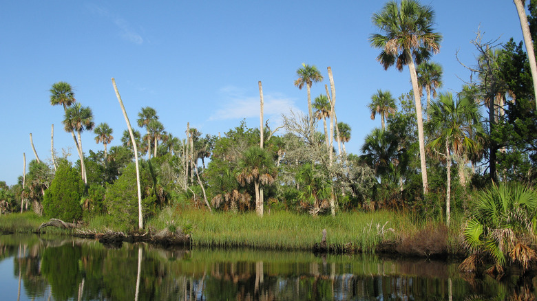 Trees along the Econfina River